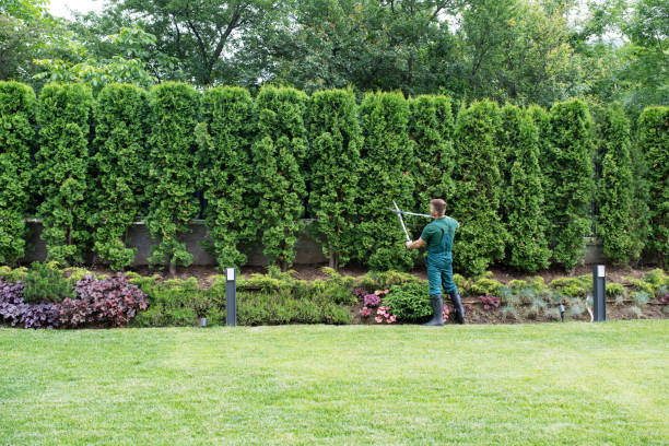 Tree and Shrub Care in Freeman, SD